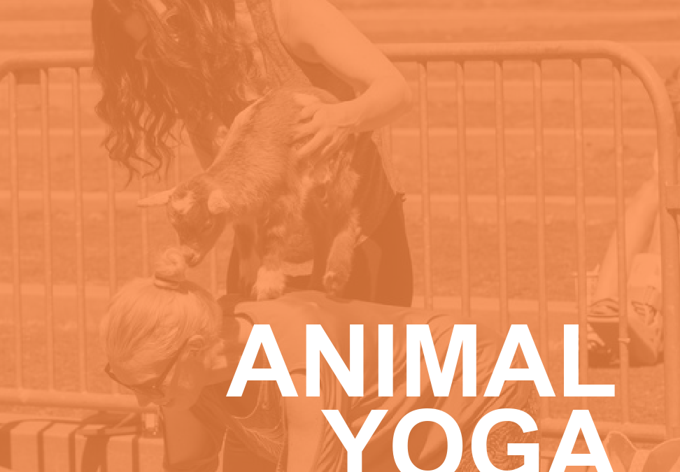 Animal Yoga: Why Everyone Should Try It