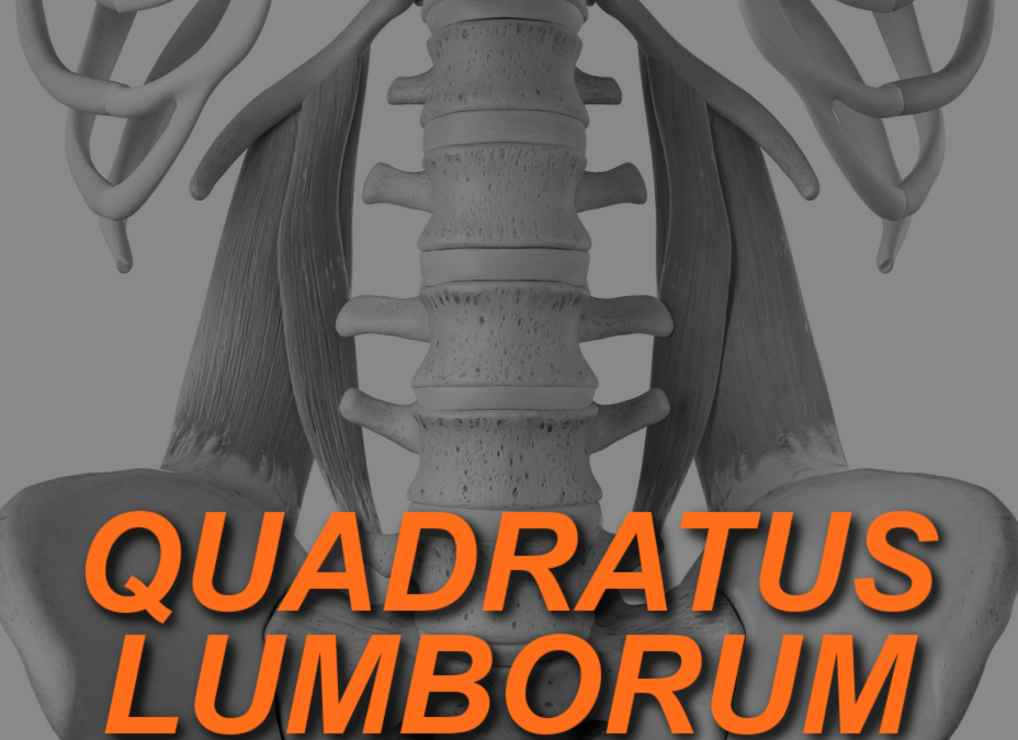 Understanding Quadratus Lumborum: What Personal Trainers Need to Know