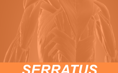 The Boxer’s Muscle: Serratus Anterior