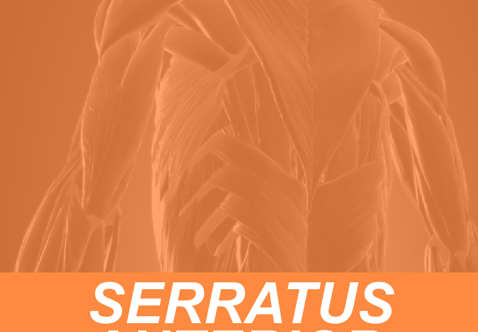 SERRATUS FEATURED