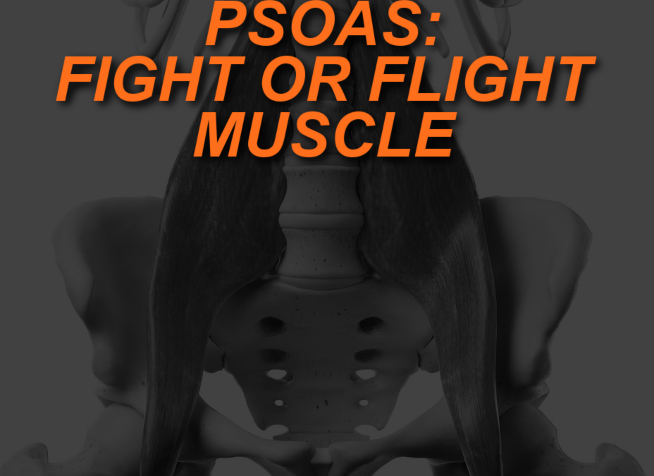 Psoas: The Fight or Flight Muscle