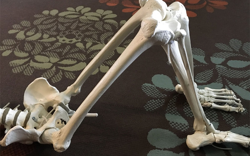 Skeleton laying on the floor with emphasis on the hip and lower body area.