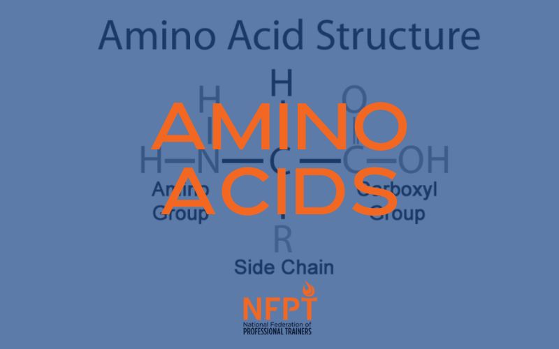 Amino Acids and Muscle Tissue: What Personal Trainers Need to Know