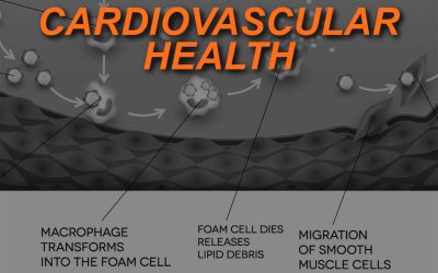 Cardiovascular Health and Fitness