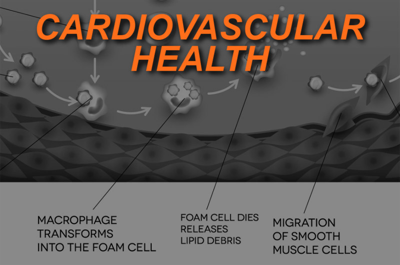 Cardiovascular Health title card.