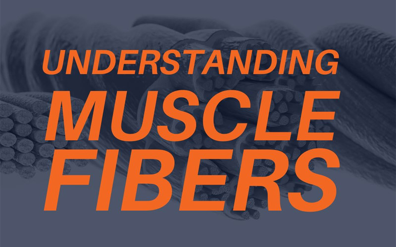 Understanding Muscle Fibers and Function: The Foundation of Being a Personal Trainer