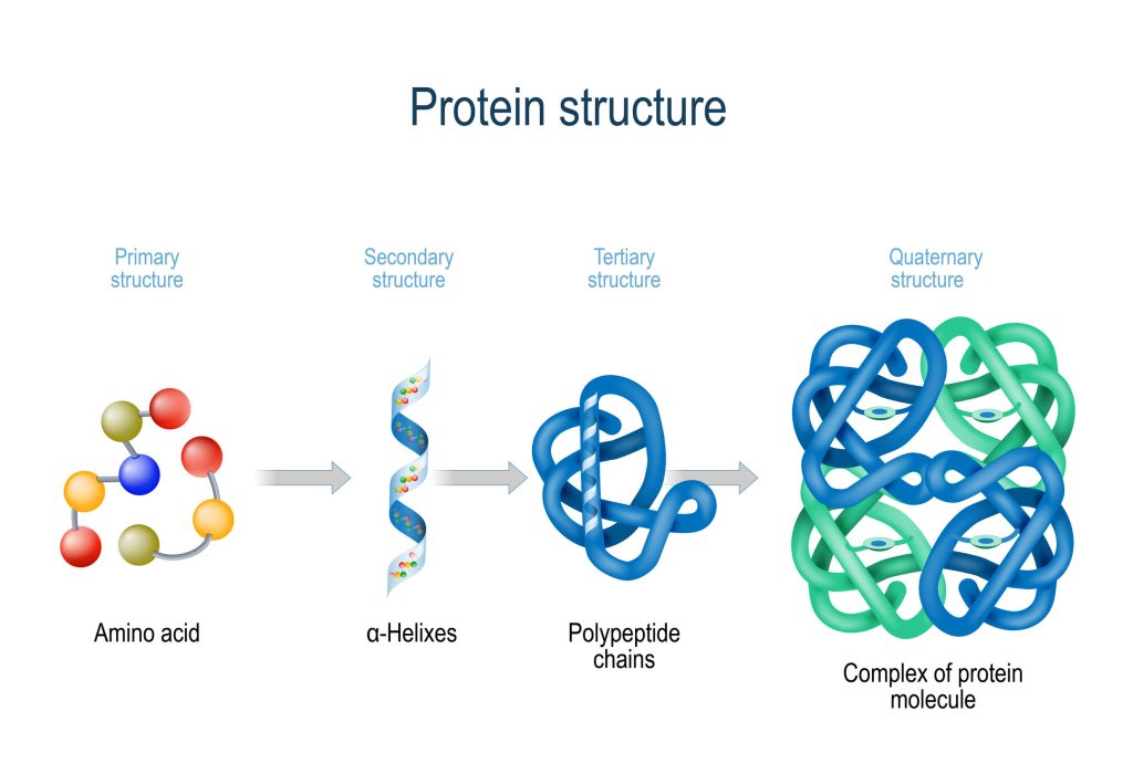amino acids and protein structure.