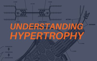 Understanding Hypertrophy: Why Do Muscles Get Bigger?
