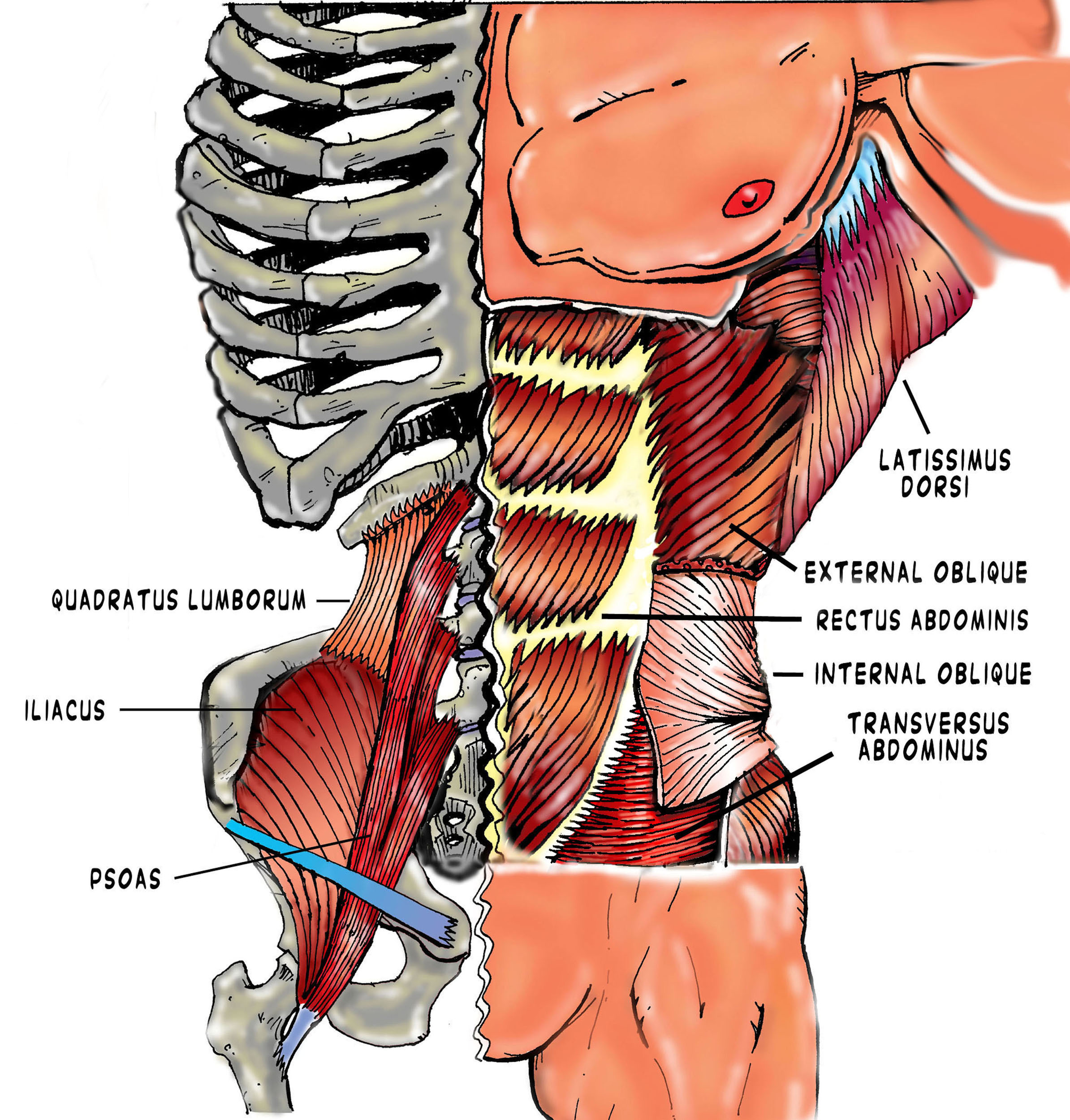 core muscle fin